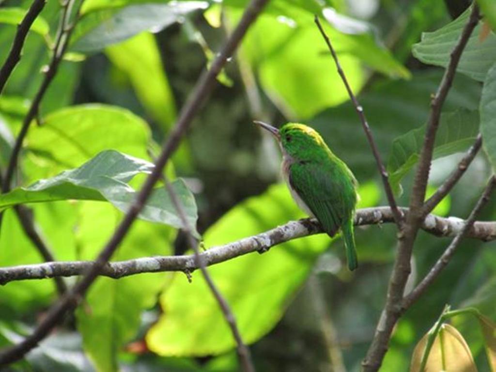Dominican Tree House Village Samana Ngoại thất bức ảnh
