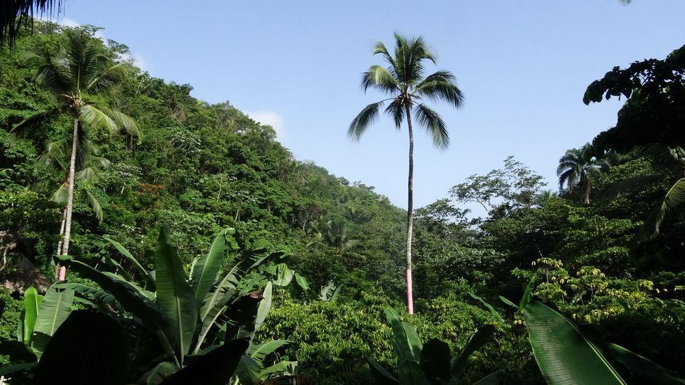 Dominican Tree House Village Samana Ngoại thất bức ảnh